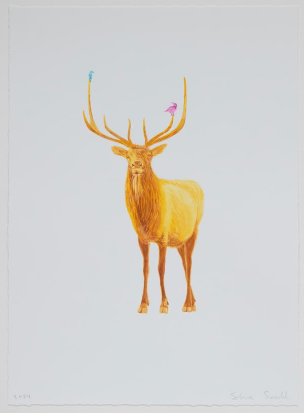 Steve Snell, Golden Elk Study