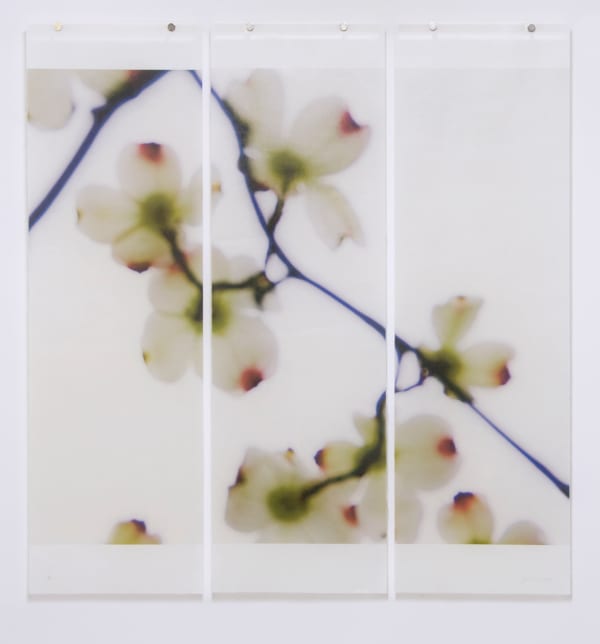 Jeri Eisenberg, Dogwood