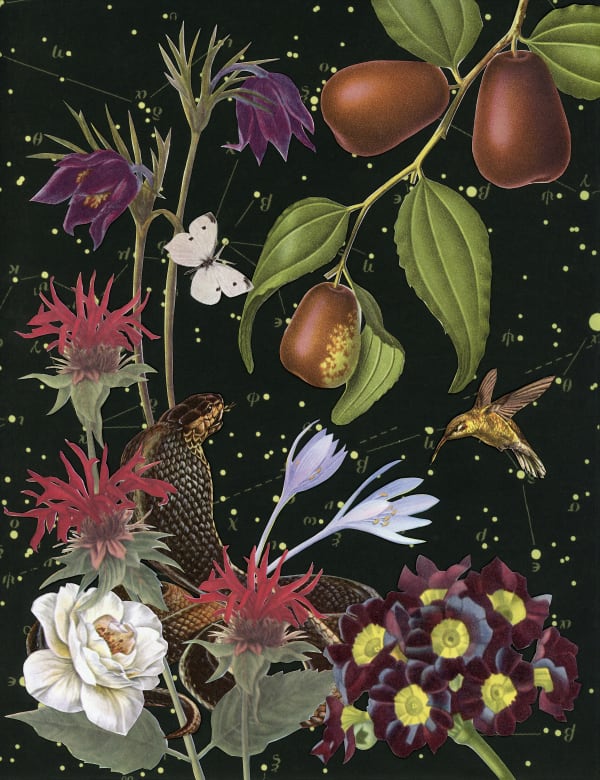 Anne Lemanski, Jujube - Large