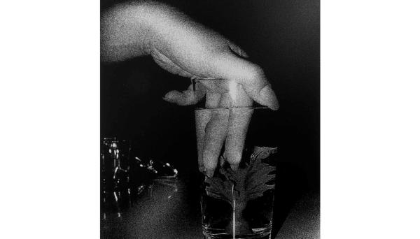 Daido Moriyama, Artificial Underwater Flower, 2012