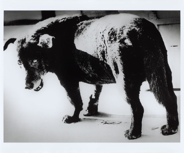 Daido Moriyama, Misawa, 1971