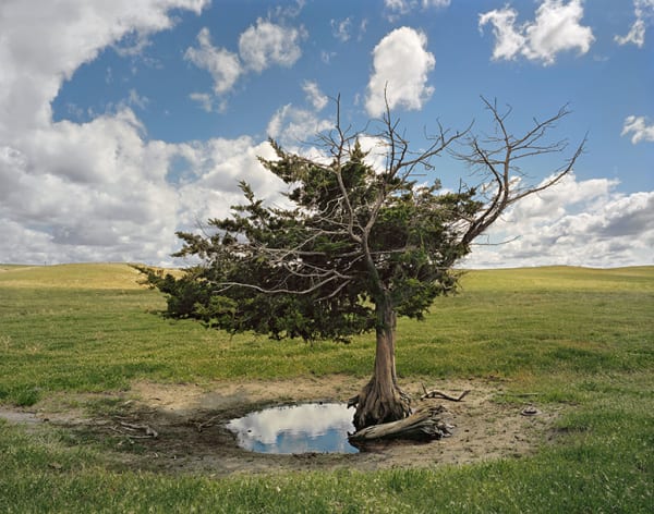 Andrew Moore, Homesteaders' Tree, Cherry County, Nebraska, 2011