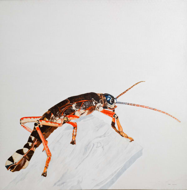 Rodrigo Fabri, Insects, 2009