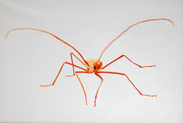 Rodrigo Fabri, Insects, 2009