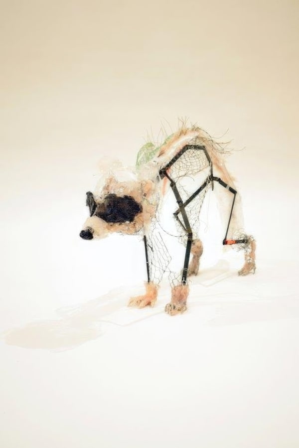 Nelly Schmücking, Waschbär_Stahl, 2019