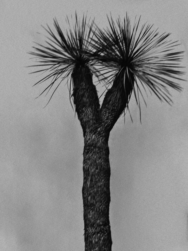 Cooper Seykens, Yucca