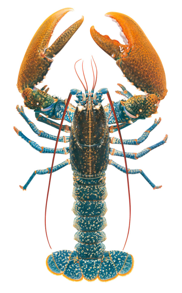 Roger Swainston European Lobster Homarus gammarus, Ile de Noirmoutier, France, 2023 Acrylic on Paper, framed 36 x 57.5cm, paper size