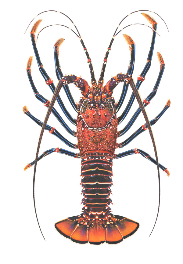 Roger Swainston Easter Island Rock Lobster Panulirus pascuensis, Hanga Roa, Rapa Nui , 2024 Acrylic on Paper, framed 43 x 64cm paper size