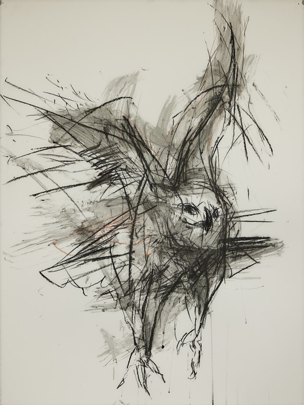 Jody Graham Kite, 2024 Charcoal on paper 76cm x 56cm