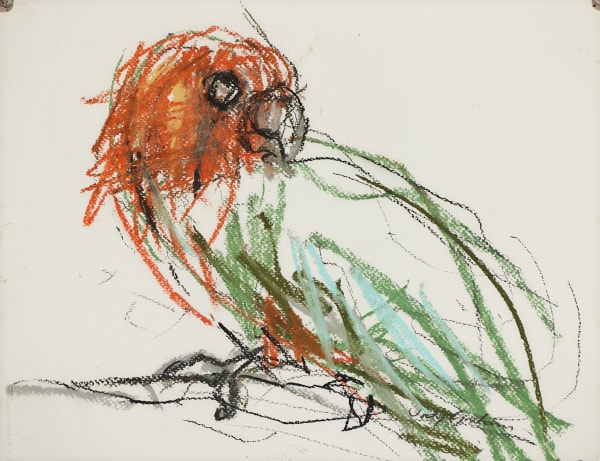 Jody Graham Glove drawing 3 - King Parrot, 2024 Charcoal and pastel on paper 28cm x 35cm