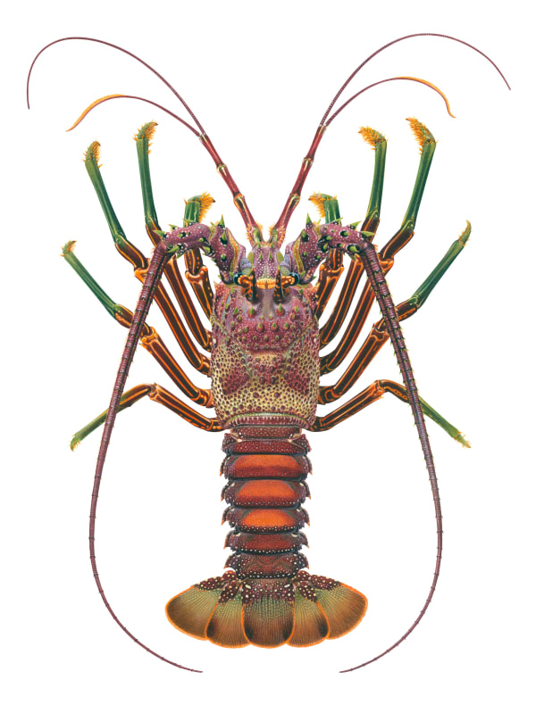 Roger Swainston Smoothtailed Rock Lobster Panulirus laevicauda, Cahuita, Costa Rica, 2023 Acrylic on Paper, framed 34 x 45cm, paper size