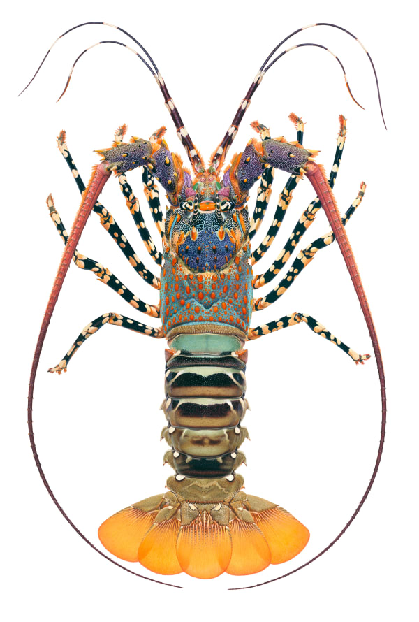 Roger Swainston Ornate Rock Lobster Panulirus ornatus, Dampier Archipelago, Western Australia, 2024 Acrylic on Paper, framed 34 x 64cm, paper size