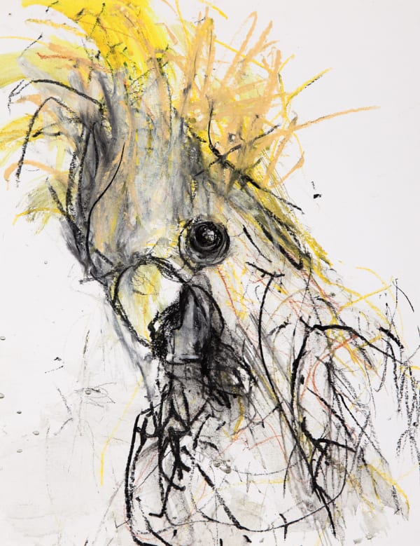 Jody Graham Glove drawing 6 - Sulphur-Crested Cockatoo, 2024 Charcoal and pastel on paper 35cm x 28cm