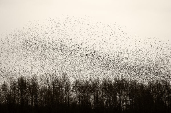 Søren Solkær Black Sun #51, 2020 Archival Print on Japanese Washi Paper Multiple sizes available: 42 x 59cm - Edition of 5 plus 2 AP's 59 x 84cm - Edition of 5 plus 2 AP's 84 x 119cm - Edition of 7 plus 2 AP's 130 x 190cm - Edition of 1 only