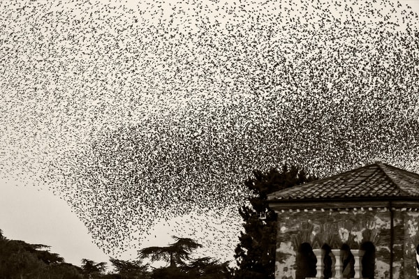 Søren Solkær Black Sun #142, 2020 Archival Print on Japanese Washi Paper Multiple sizes available: 42 x 59cm - Edition of 5 plus 2 AP's 59 x 84cm - Edition of 5 plus 2 AP's 84 x 119cm - Edition of 7 plus 2 AP's 130 x 190cm - Edition of 1 only