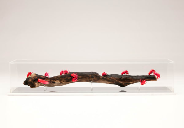 Jody Graham Getting Pinked - Poisonous New World - Mutant I, 2021 Cicada shells, aerosol paint, burnt driftwood, perspex box 17.5 x 84 x 18cm