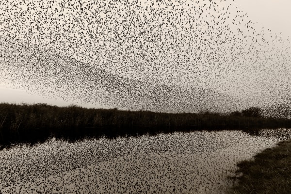 Søren Solkær Black Sun #36, 2020 Archival Print on Japanese Washi Paper Multiple sizes available: 42 x 59cm - Edition of 5 plus 2 AP's 59 x 84cm - Edition of 5 plus 2 AP's 84 x 119cm - Edition of 7 plus 2 AP's 130 x 190cm - Edition of 1 only