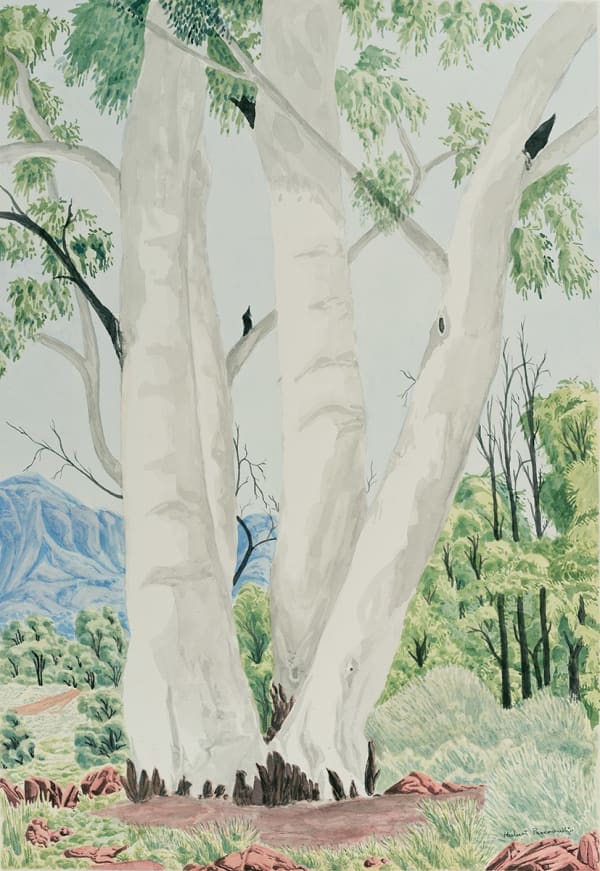 Kumantji (Hubert) Pareroultja Ghost Gum Trees in Western MacDonnell Ranges, NT Central Australia, 2023 Watercolour on paper 101 x 71cm