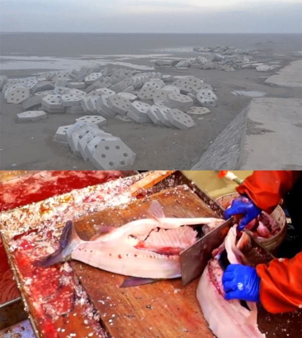 Zhengyuan Zhou 周正媛, SEA 氵每, 2017