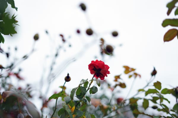 Shen Wei 沈玮, Rose (9686), 2021