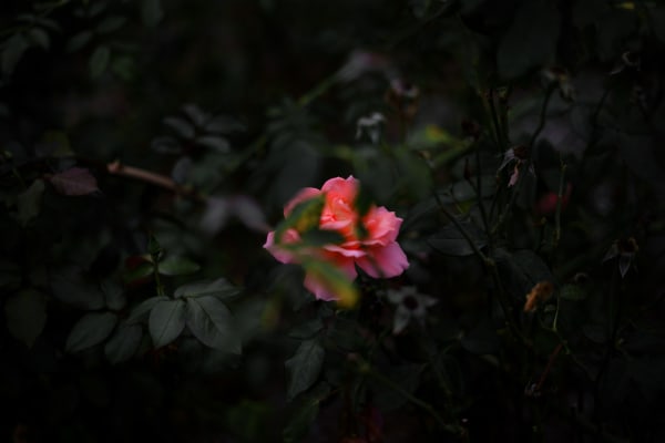 Shen Wei 沈玮, Rose (9709), 2021