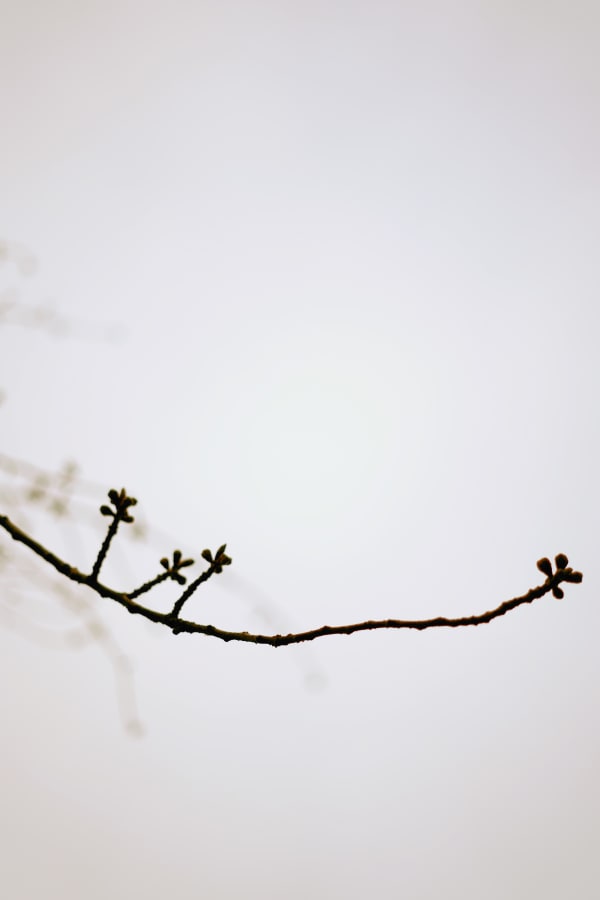 Shen Wei 沈玮, Cherry (3052), 2019