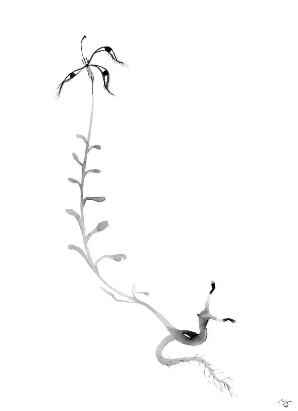 Meng Zhou 周蒙, Flower of Evil: Hibiscus 恶之花：芙, 2020
