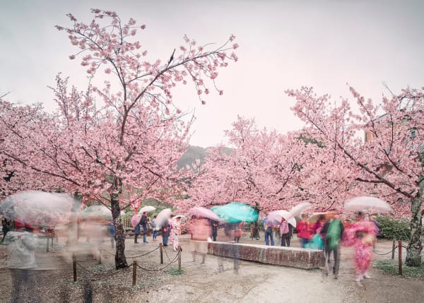 David Burdeny, Sakura and Umbrellas, Kyoto, Japan, 2019