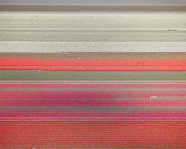 David Burdeny, Tulips 10, Noordoostpolder, Netherlands, 2016