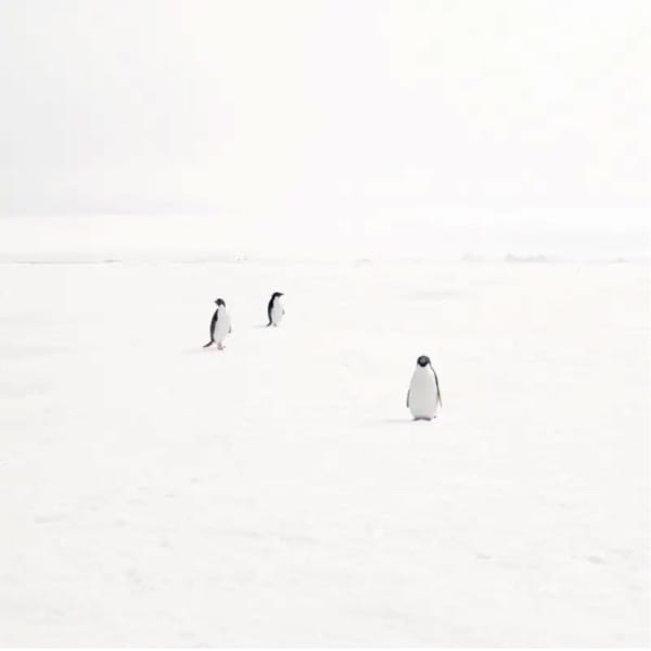 David Burdeny, Adeli Penguins on Fast Ice, Antarctica, 2007