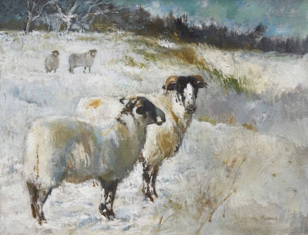 Anthony Morris, Sheep in the Snow
