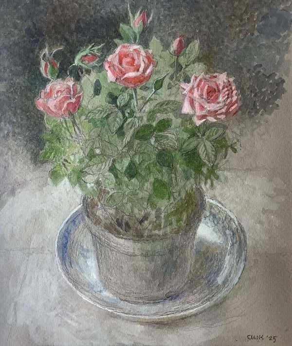 Charlotte Halliday, Sainsbury's Red Rose