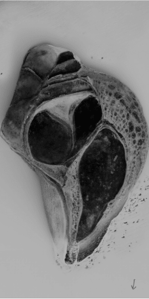 Anna Ridler, The Shell Record- Breathings of the Moon, 2025