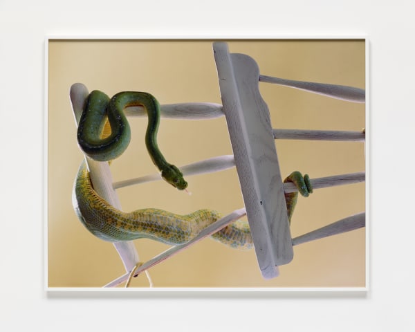 Torbjørn Rødland Tree Python, 2023 Chromogenic print, Kodak Endura paper