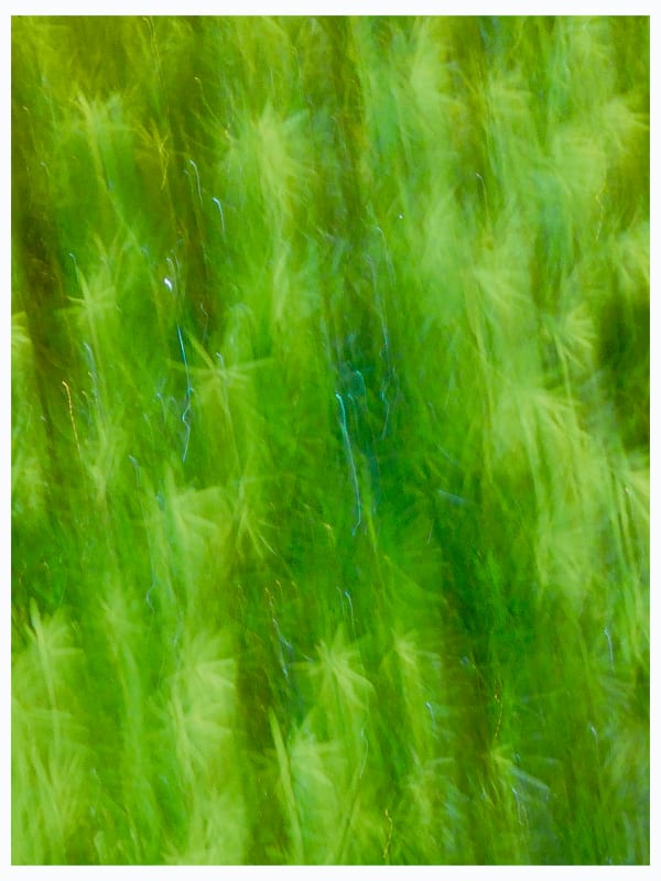 Anna Condo, The North Lawn, 2017