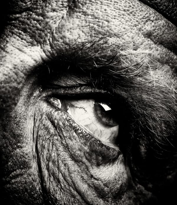 Sandro Miller, Bill Brandt / Eyes #3 (1960-1964), 2014