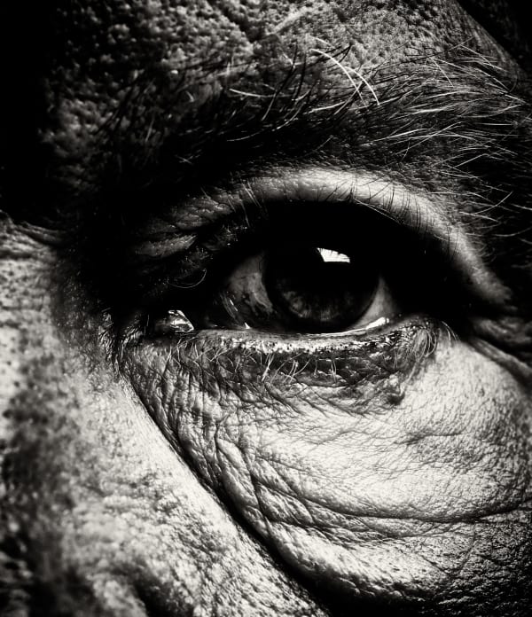 Sandro Miller, Bill Brandt / Eyes #1 (1960-1964), 2014