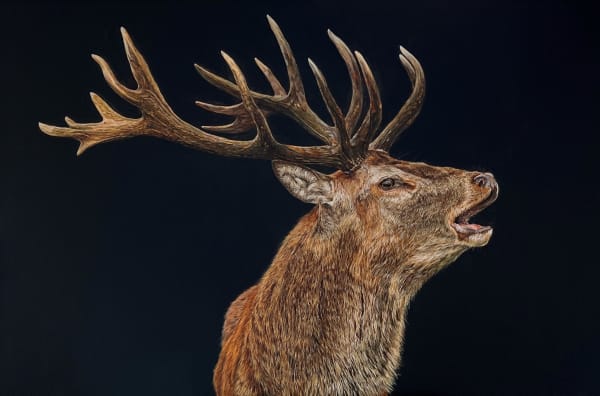 Stag timeless art