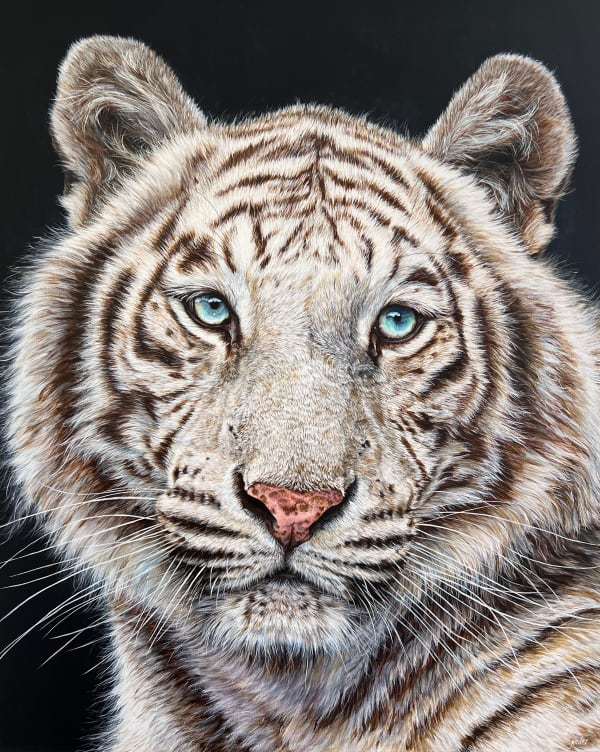 Blue eyed white tiger