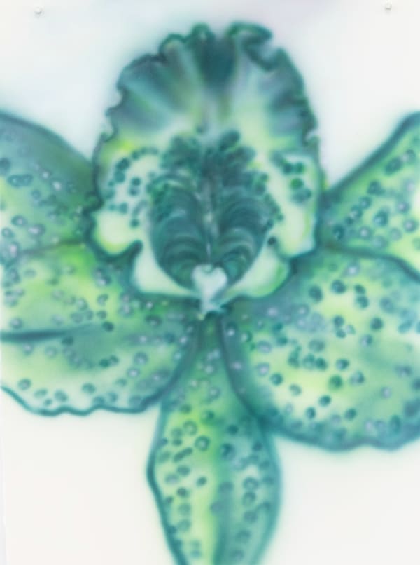 Fiona Lowry Orchid study 2, 2025 synthetic polymer paint on paper 76.5 x 56.5 cm