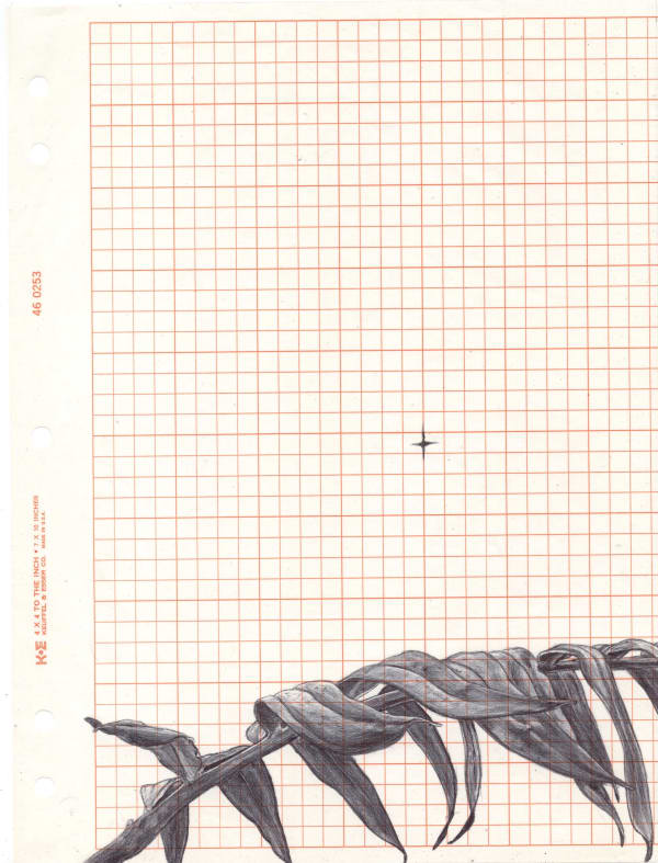 Neva Hosking, The Last Garden on Loftus Crescent XVI, 2022