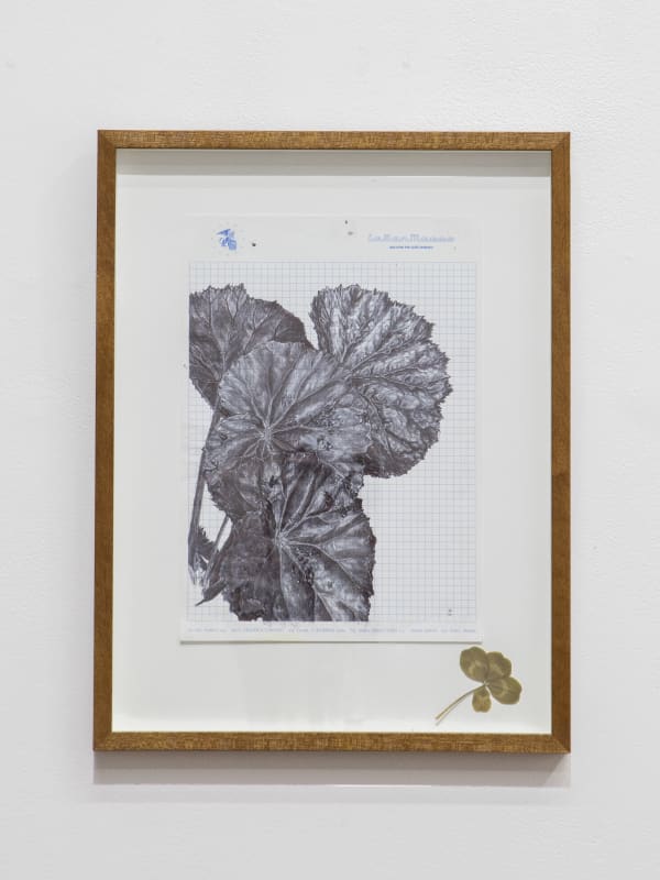 Neva Hosking, The Last Garden on Loftus Crescent XIV, 2022