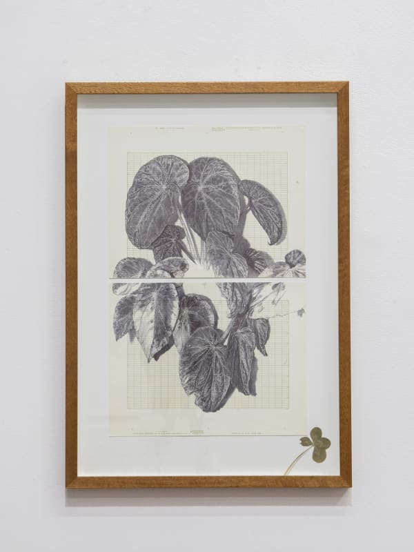 Neva Hosking The Last Garden on Loftus Crescent X, 2022 ink on vintage graph paper, signed with four-leaf clover 44 x 28 cm / 57 x 40 cm (framed)
