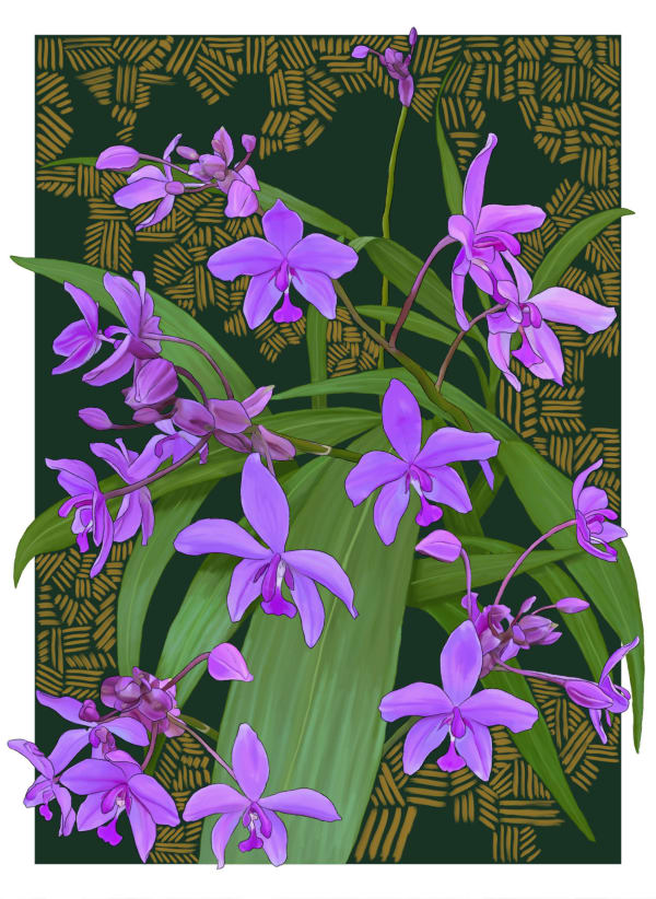Dylan Mooney Spathoglottis Plicata – Large Purple Orchid, 2024 digital illustration hand-painted with Yuwi ochre Large: 118.9 x 84.1 cm | ed. of 5 + 2 AP Medium: 84.1 x 59.4 cm | ed. of 10 + 2 AP
