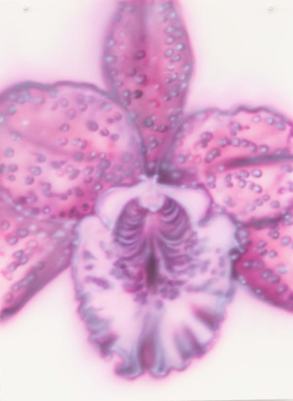 Fiona Lowry Orchid study 1, 2025 synthetic polymer paint on paper 76.5 x 56.5 cm