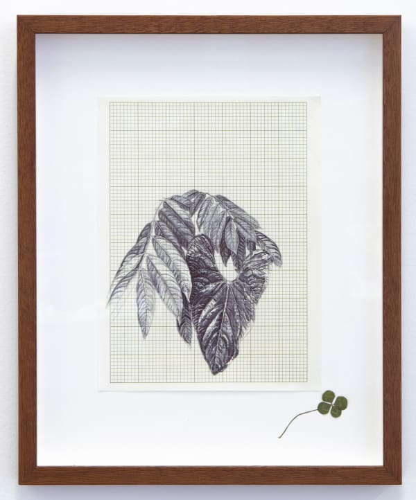 Neva Hosking Yellow Saraca Shades Anthurium Guatemala At Pats, Innisfail, 2024 ink on paper 26.8 x 20.1 cm (sheet)