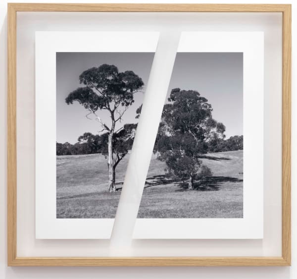 James Tylor, Tapa-arra Through the Landscape 4, 2024