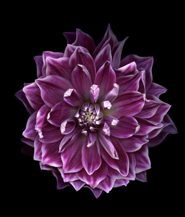 Huang Xu, Flower Dahlia, 2011