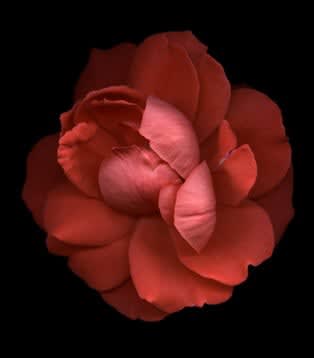 Huang Xu, Flower No.9 (Rose), 2011