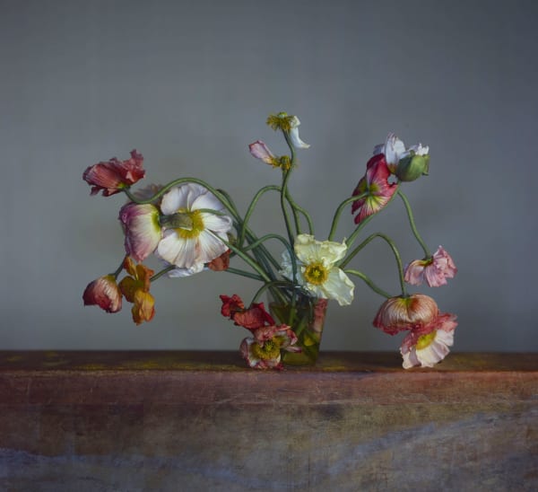 Richard Learoyd, Poppies, 2020